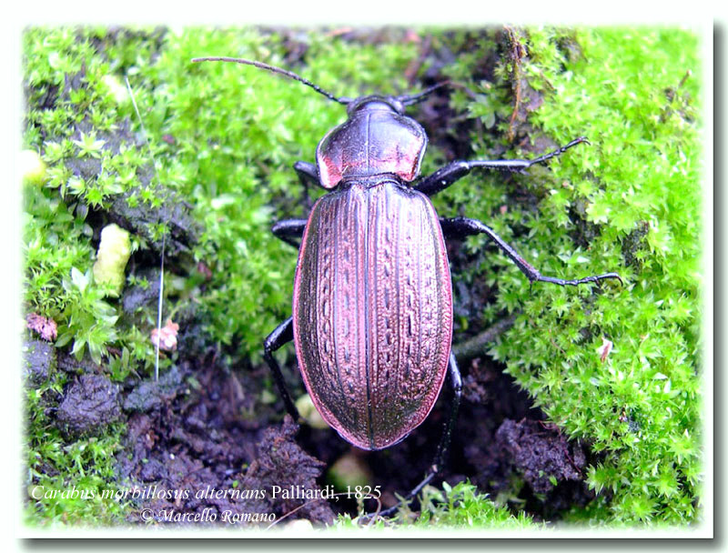 In Sicilia ancora tempo da lupi... e da Carabus morbillosus